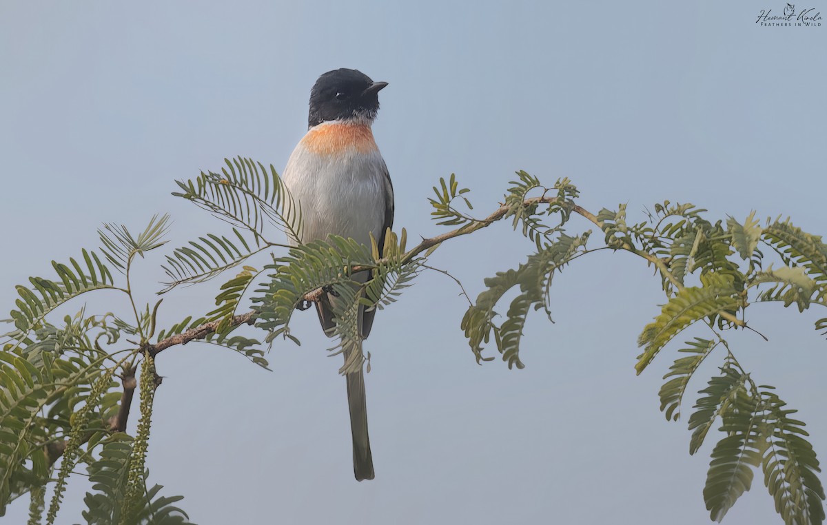 White-bellied Minivet - ML645721830
