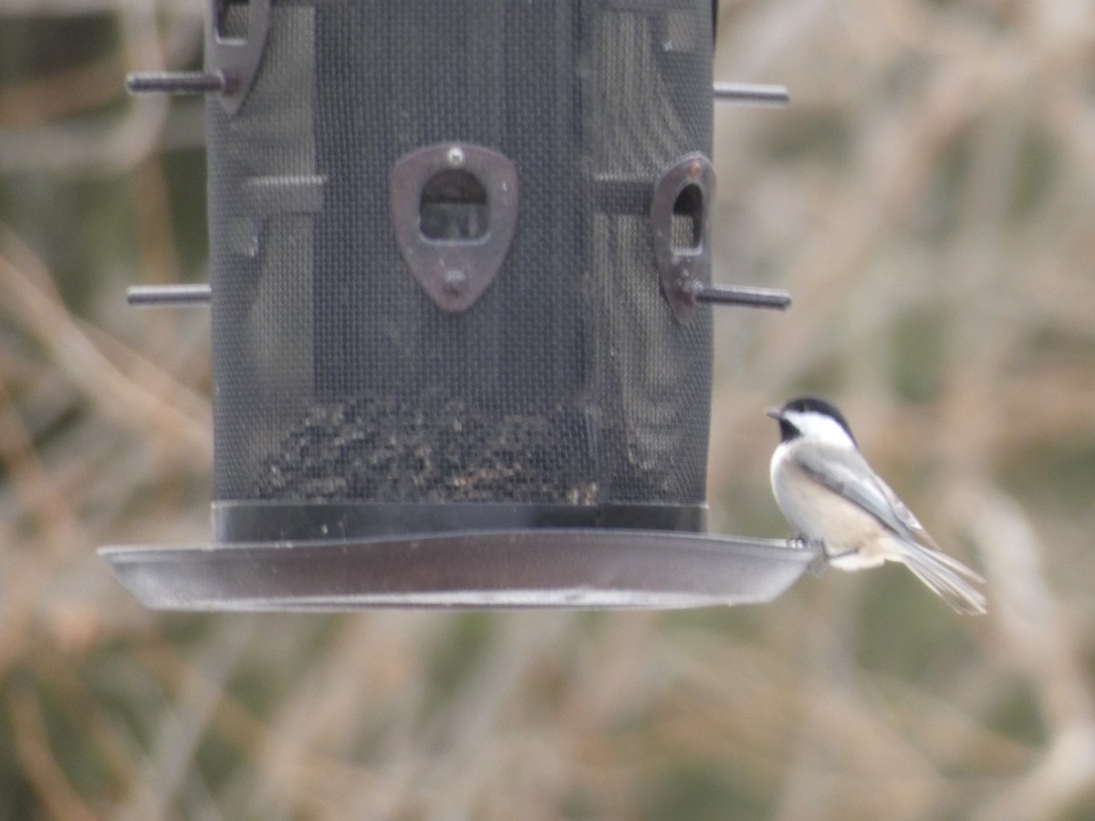 Carolina Chickadee - ML645721831