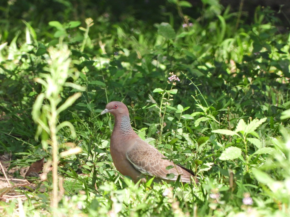 Picazuro Pigeon - ML645721832