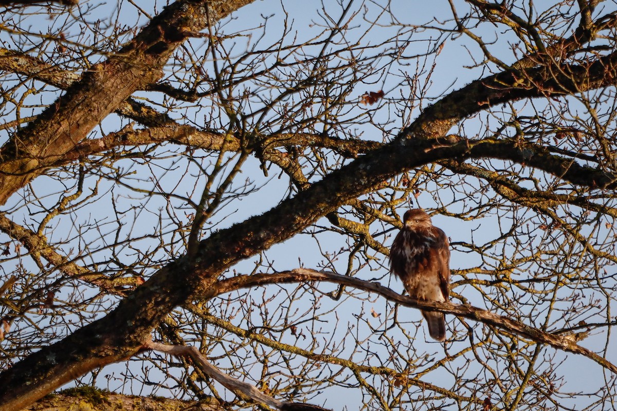 Common Buzzard - ML645721833