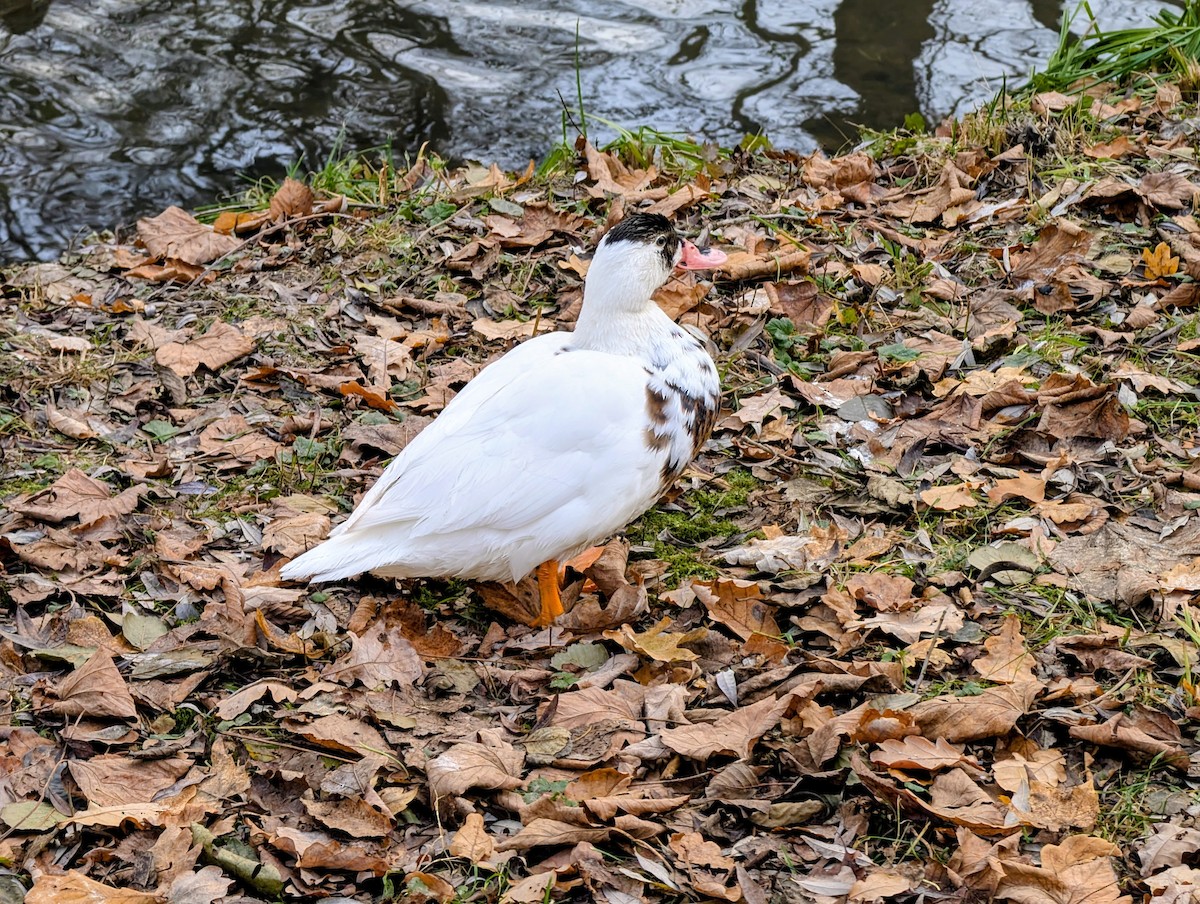 Muscovy Duck (Domestic type) - ML645721834