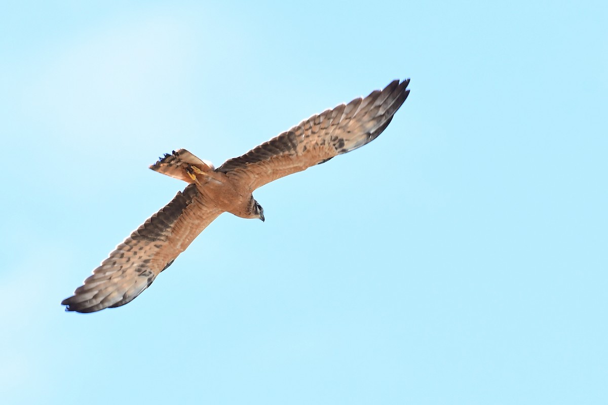 Montagu's Harrier - ML645721835