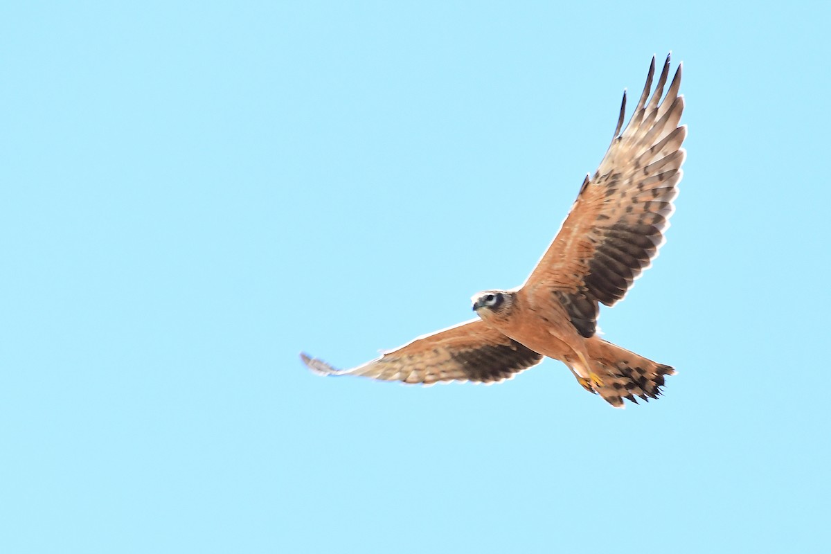 Montagu's Harrier - ML645721836