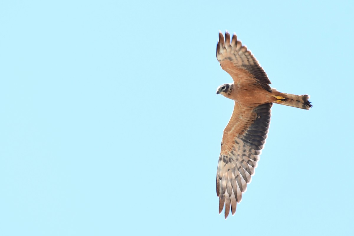 Montagu's Harrier - ML645721838