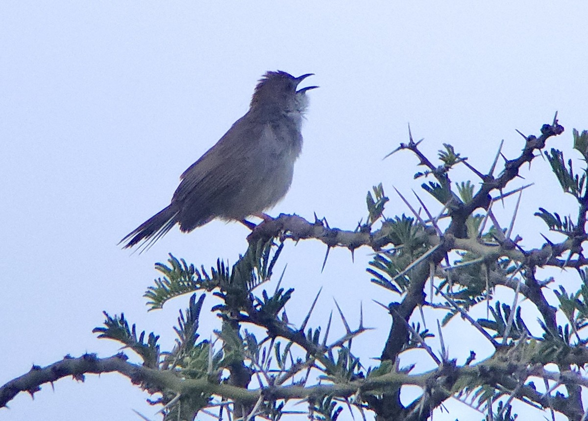 Trilling Cisticola - ML645721847