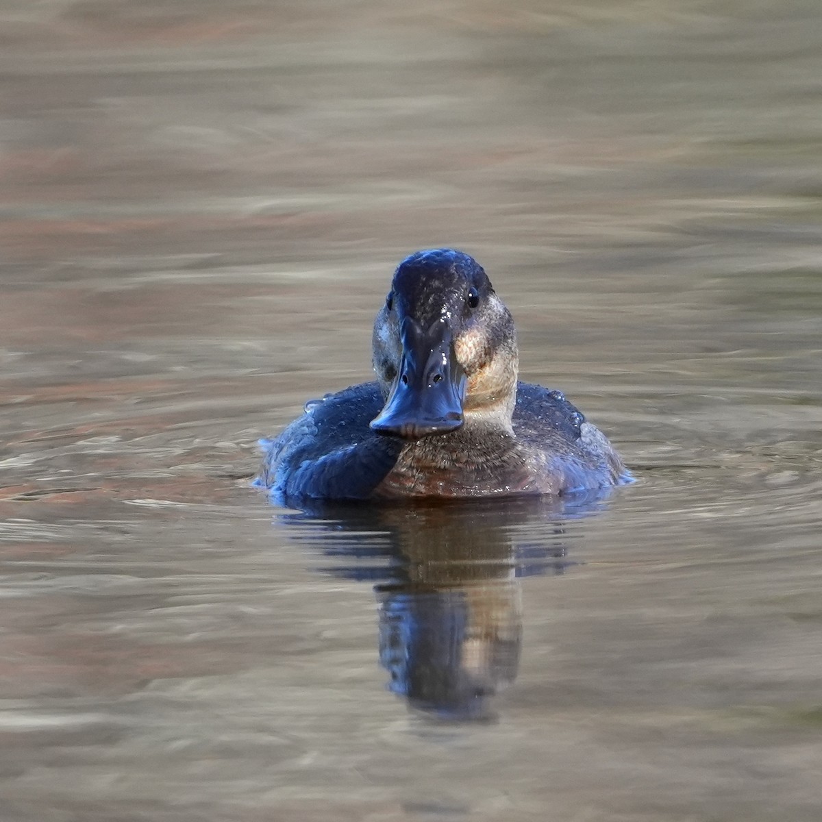 Ruddy Duck - ML645721848