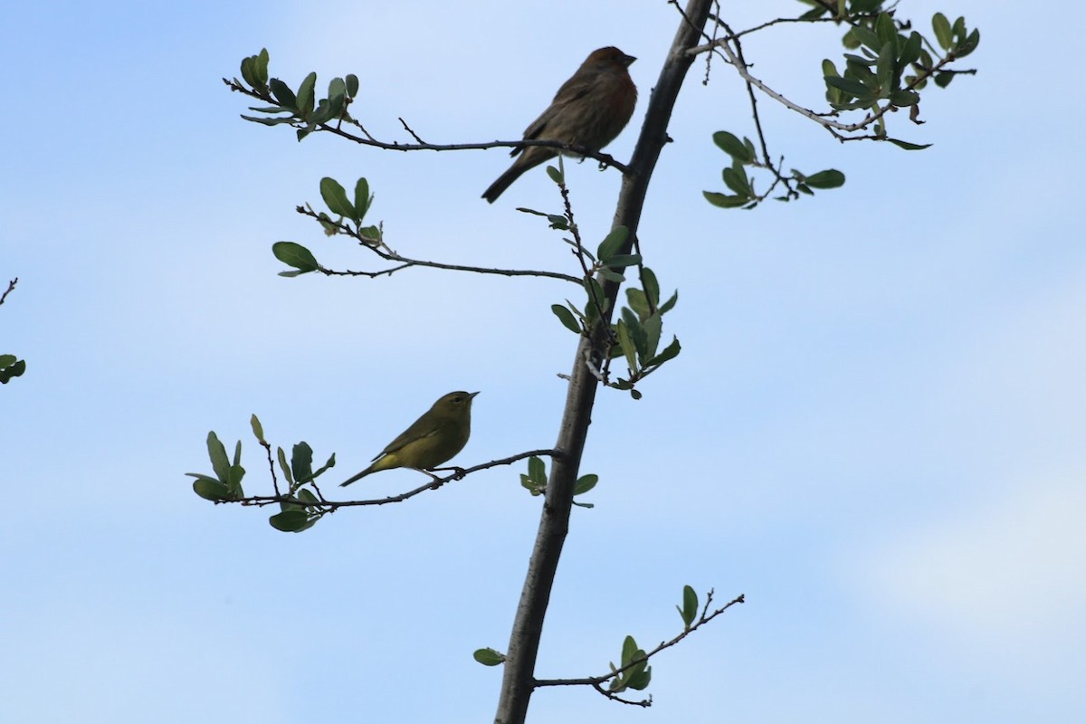 Orange-crowned Warbler - ML645721853