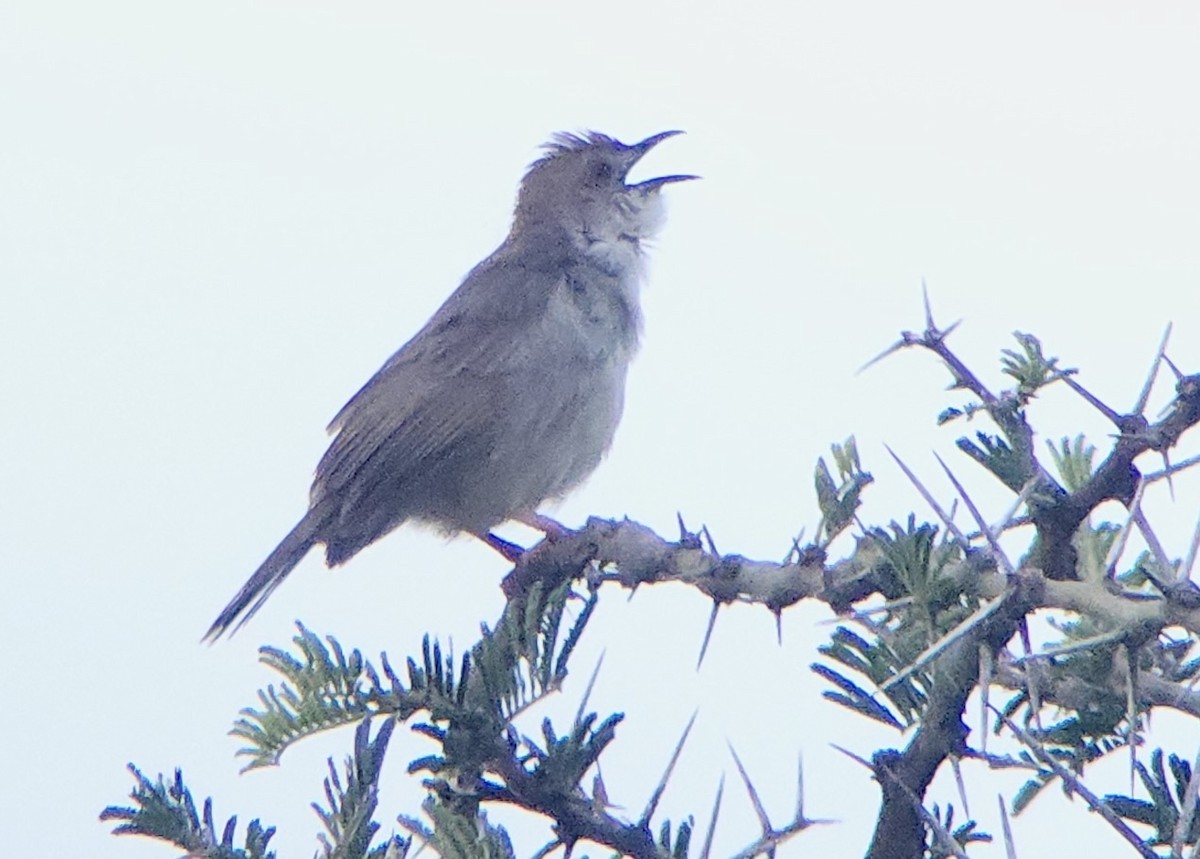 Trilling Cisticola - ML645721854