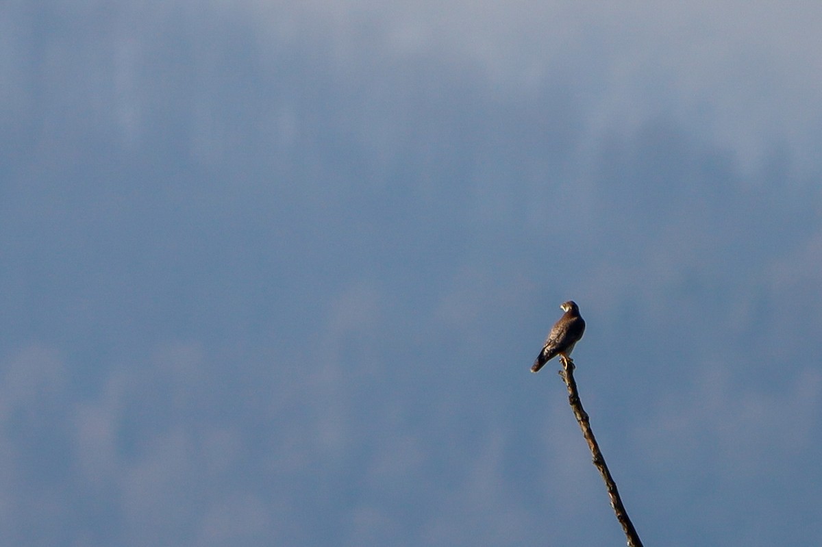 Peregrine Falcon - ML645721855