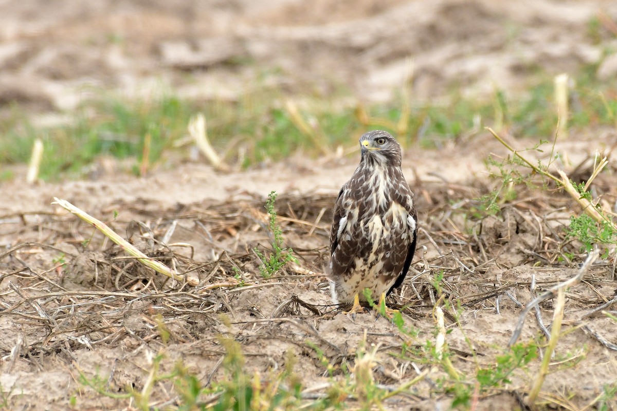 Common Buzzard - ML645721856