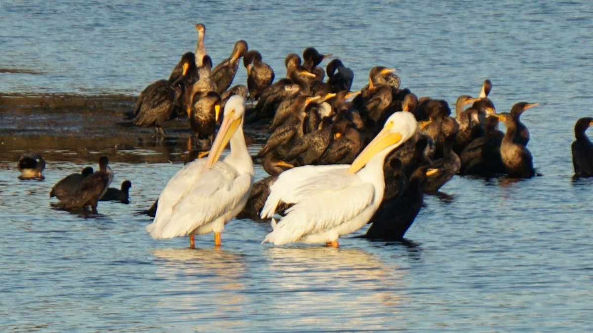 American White Pelican - ML645721857