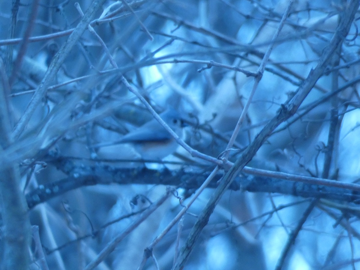 Tufted Titmouse - ML645721868