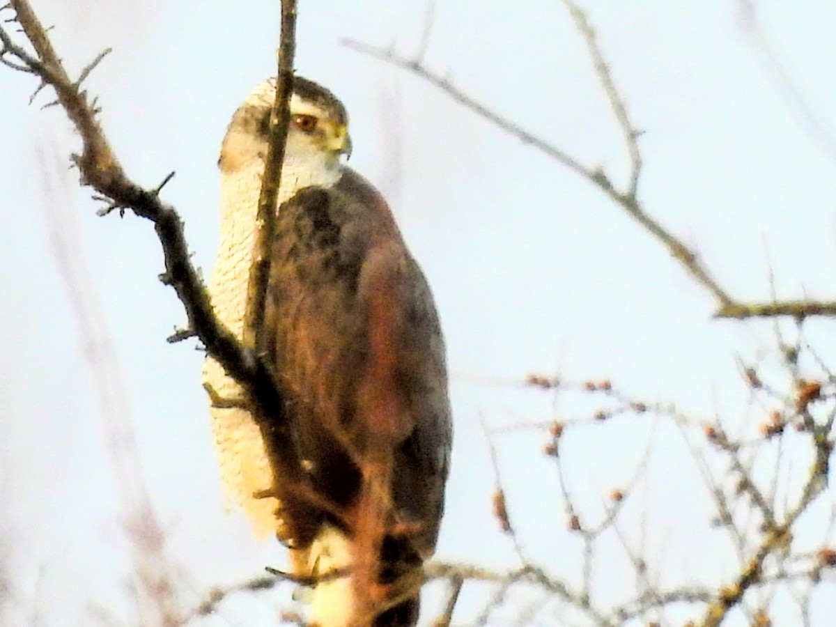 アメリカオオタカ - ML645721876