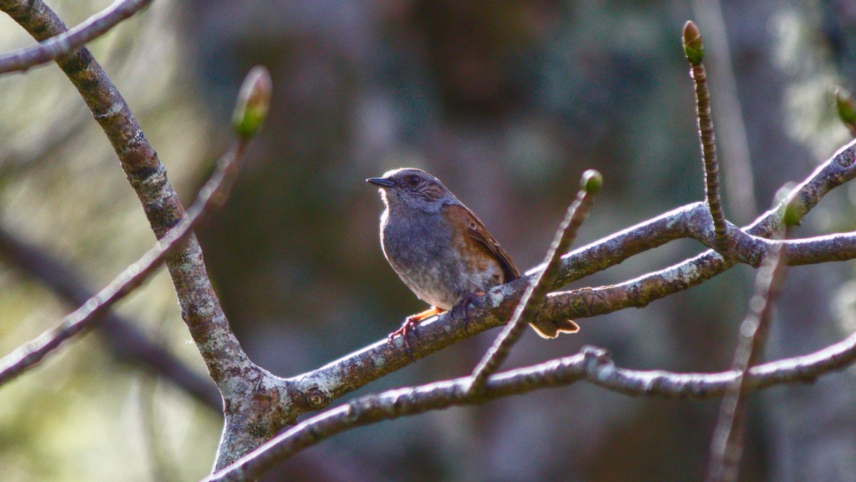 Dunnock - ML645721882