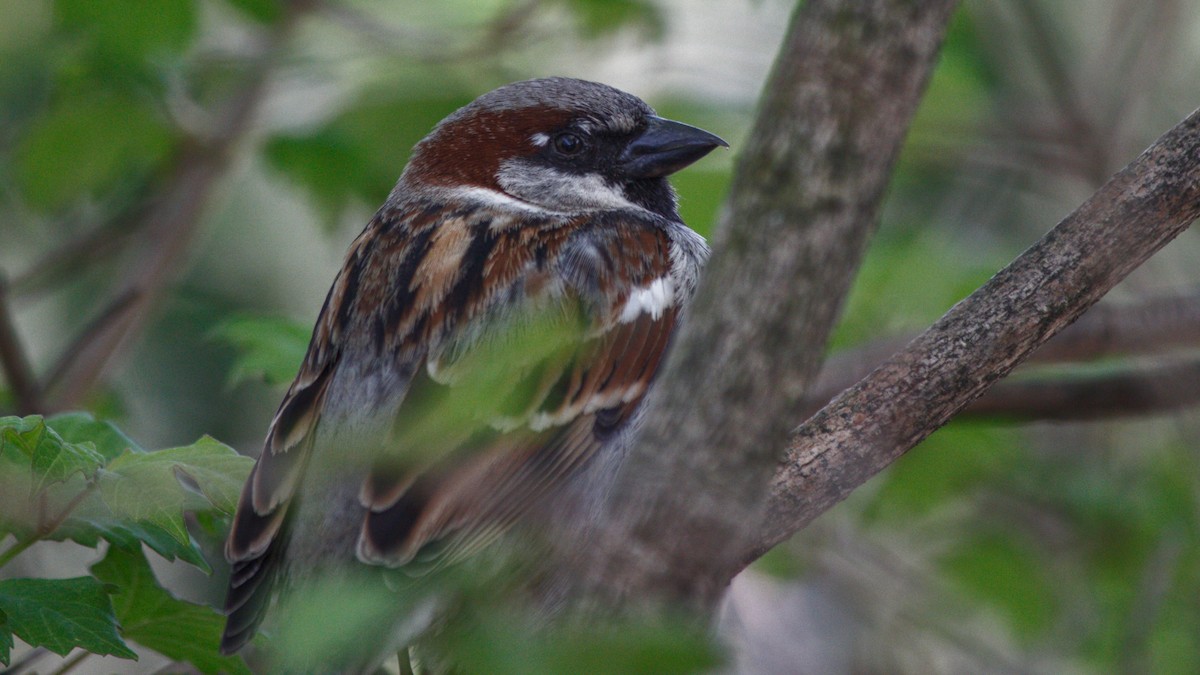 House Sparrow - ML645721889