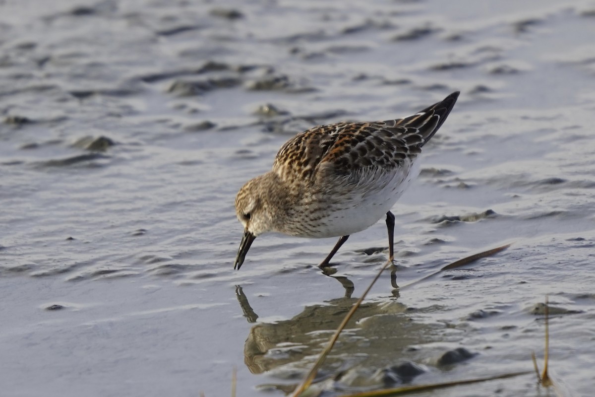 Gambecchio di Bonaparte - ML645721898