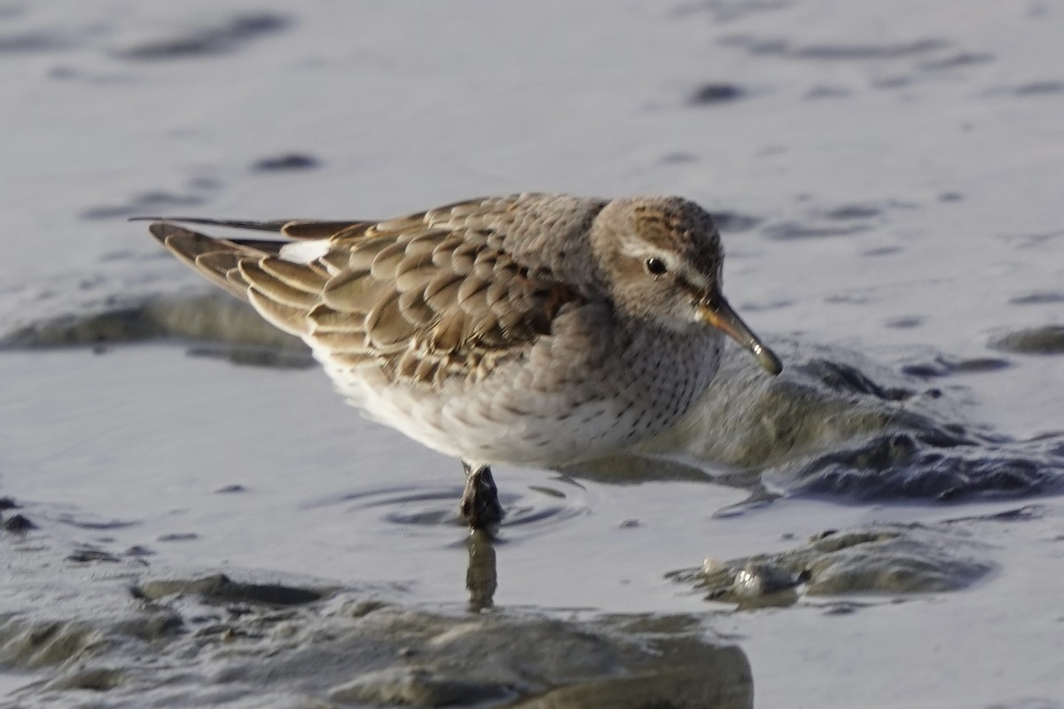 Gambecchio di Bonaparte - ML645721899