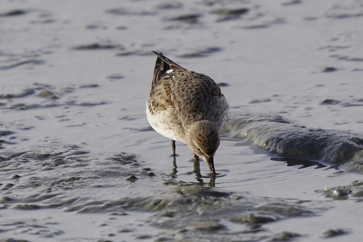 Gambecchio di Bonaparte - ML645721901