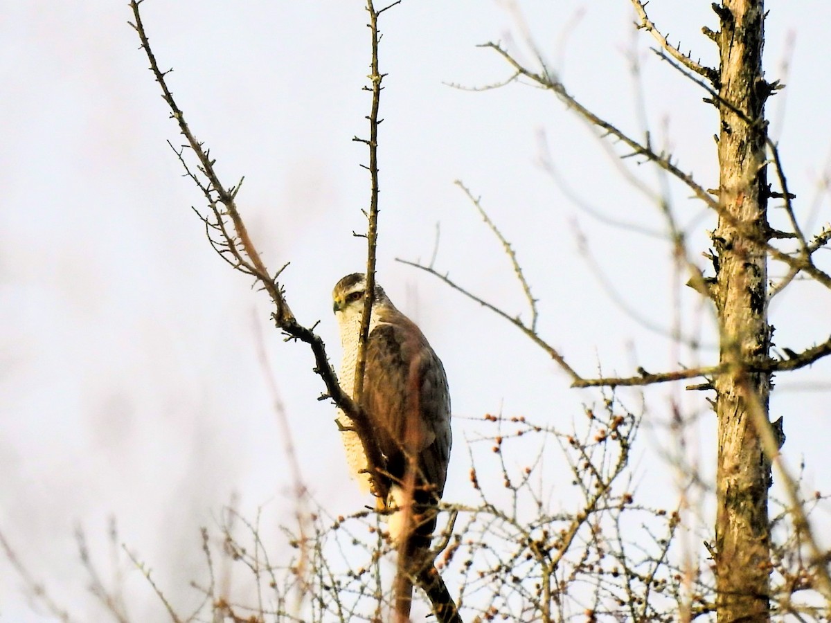 アメリカオオタカ - ML645721902