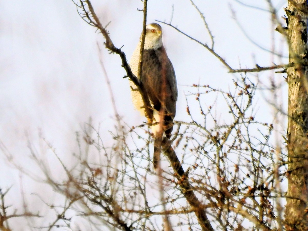 アメリカオオタカ - ML645721913