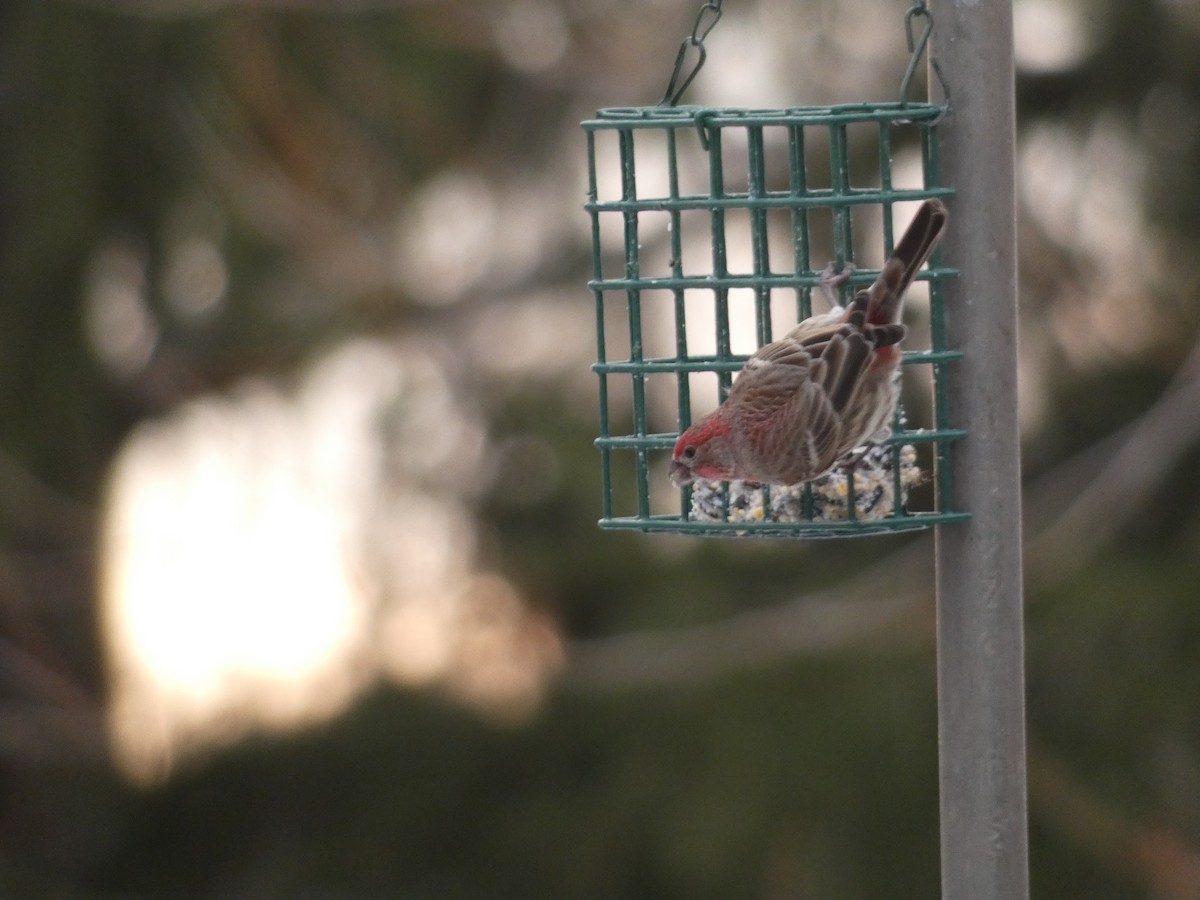 House Finch - ML645721917