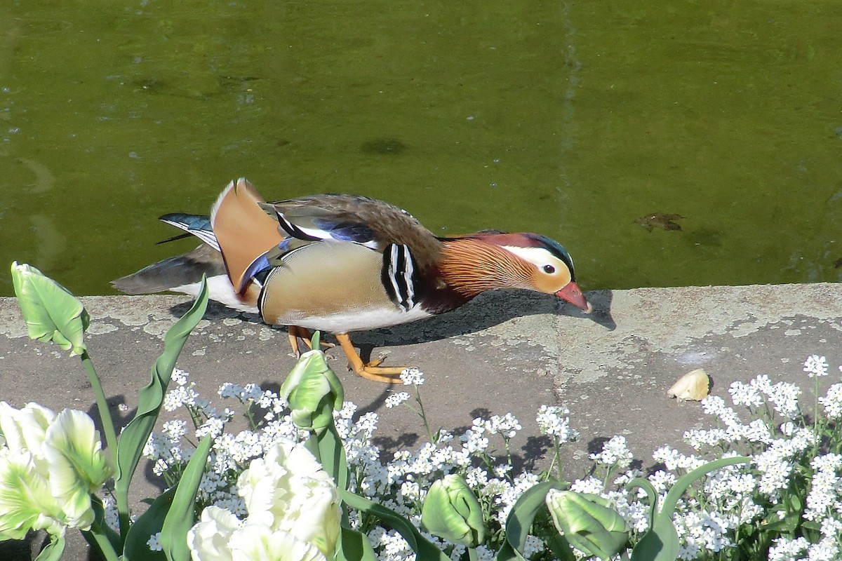 Mandarin Ördeği - ML645721920