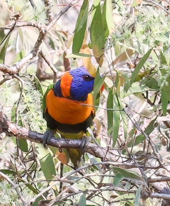 Red-collared Lorikeet - ML645721924