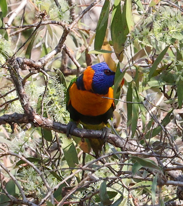 Red-collared Lorikeet - ML645721925