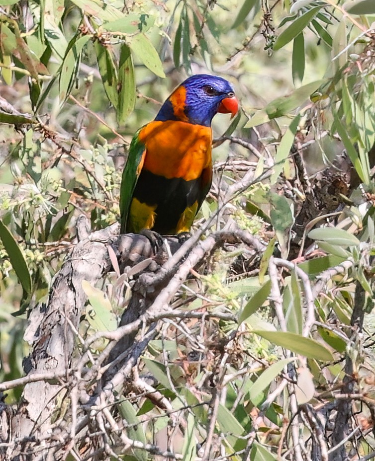 Red-collared Lorikeet - ML645721926