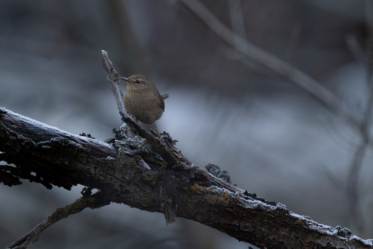 Pacific Wren - ML645721930