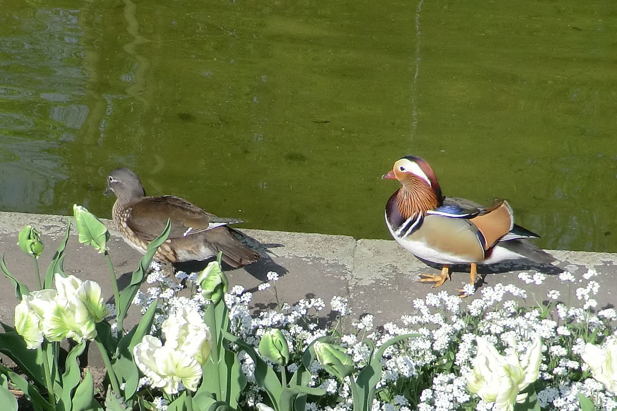 Mandarin Ördeği - ML645721931