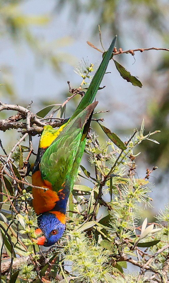 Red-collared Lorikeet - ML645721943
