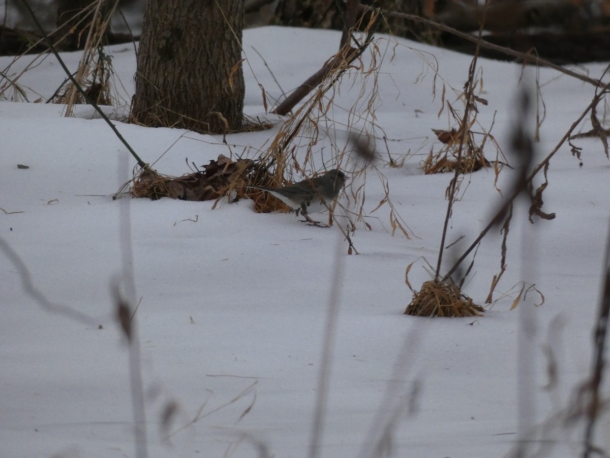 Dark-eyed Junco - ML645721947