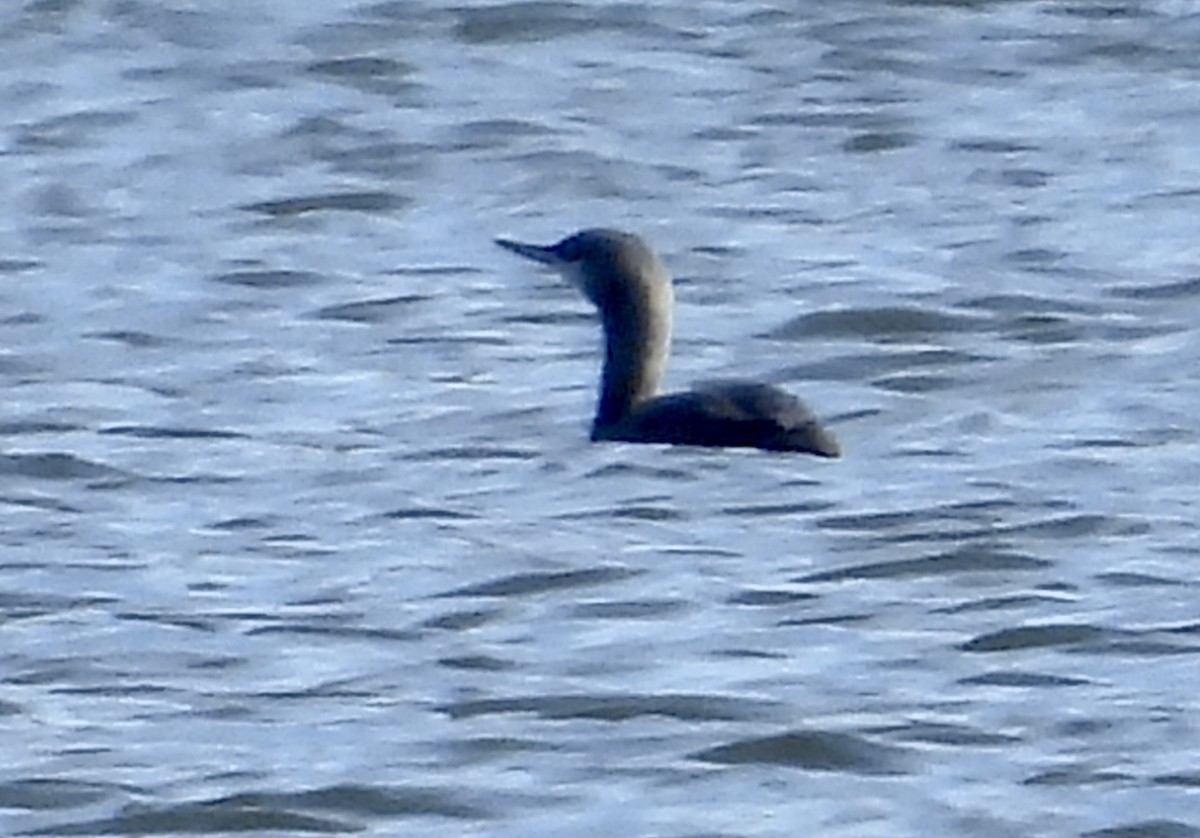 Red-throated Loon - ML645721949