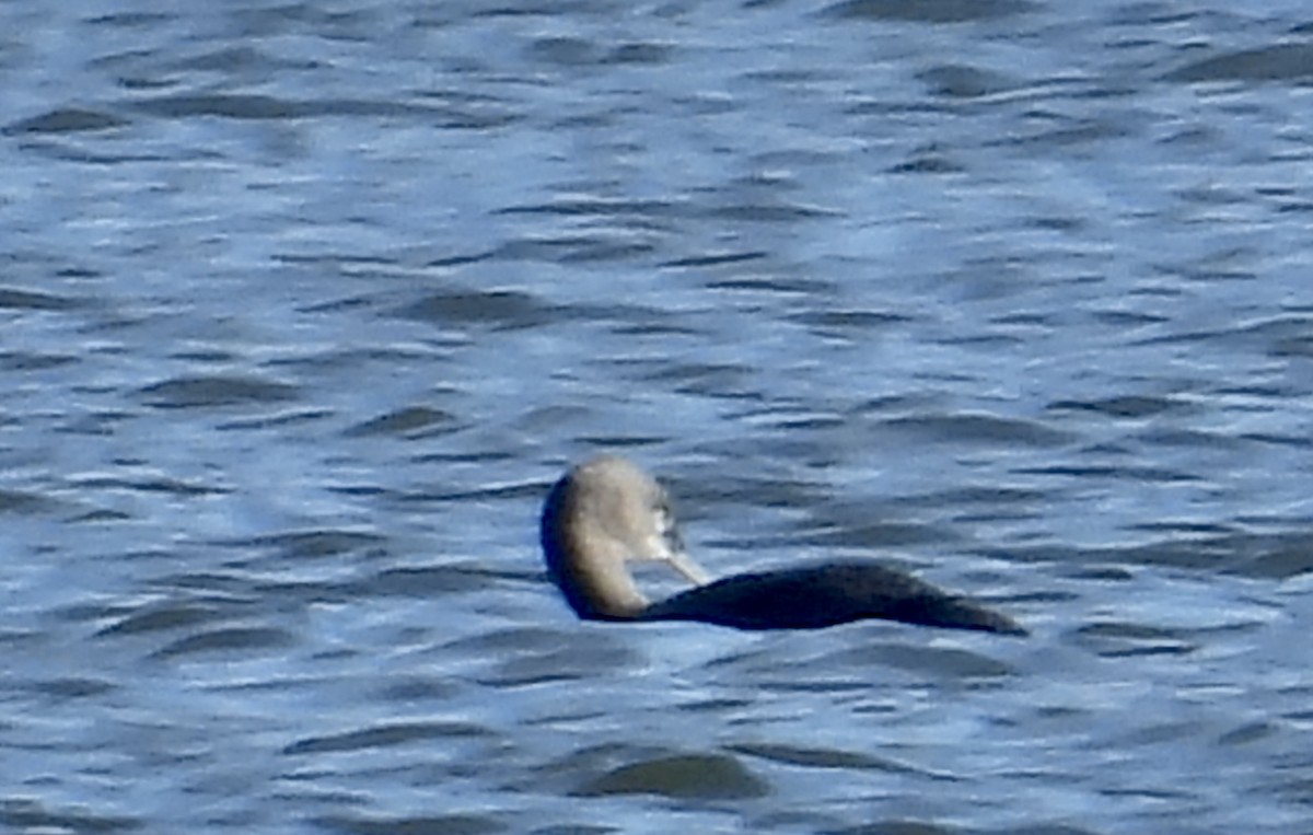 Red-throated Loon - ML645721950