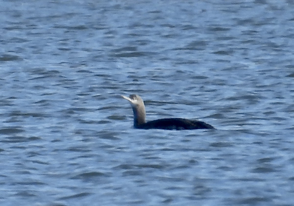 Red-throated Loon - ML645721951
