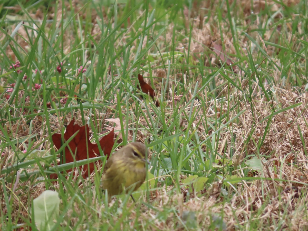 Palm Warbler - ML645721952