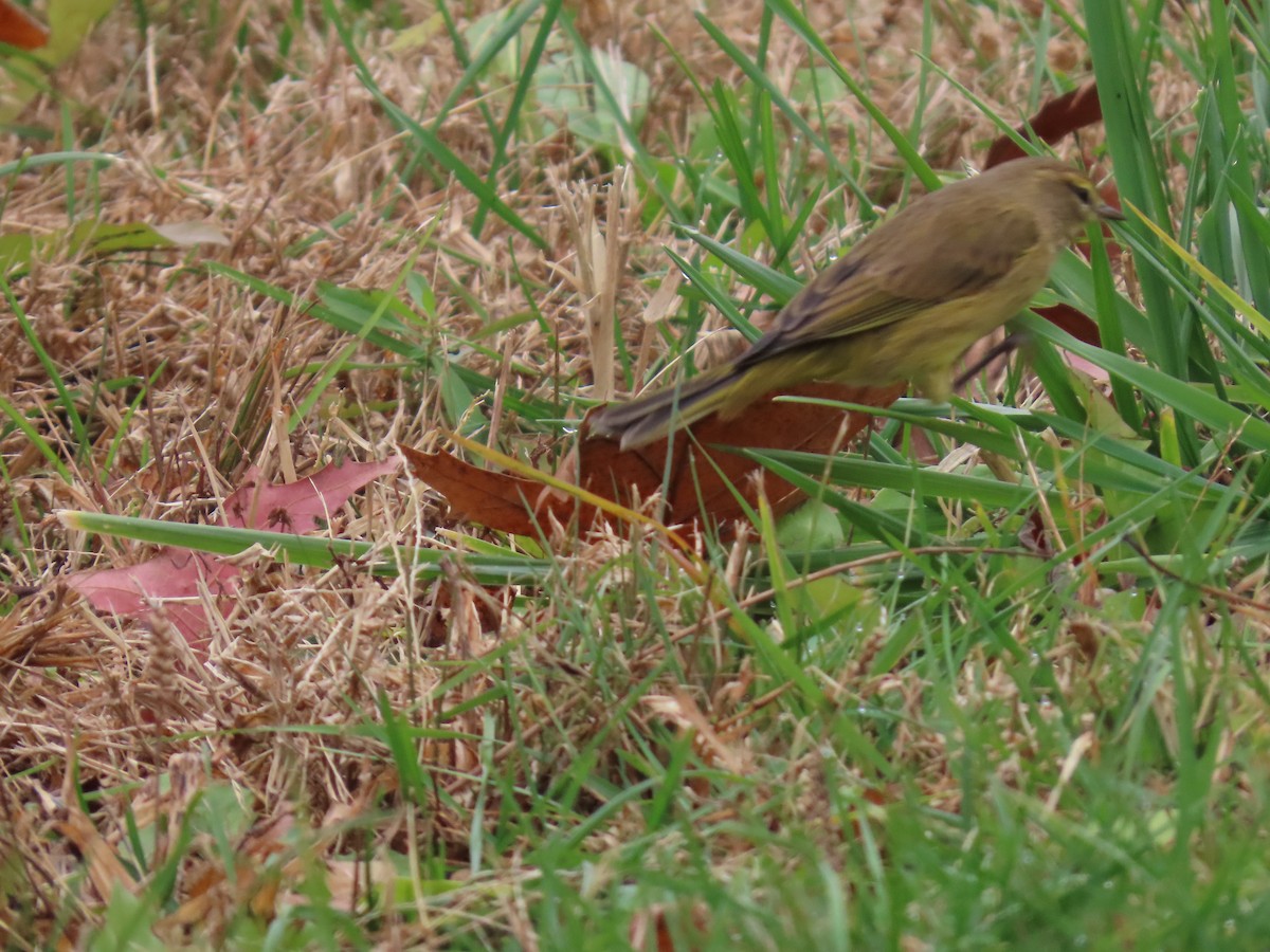 Palm Warbler - ML645721953