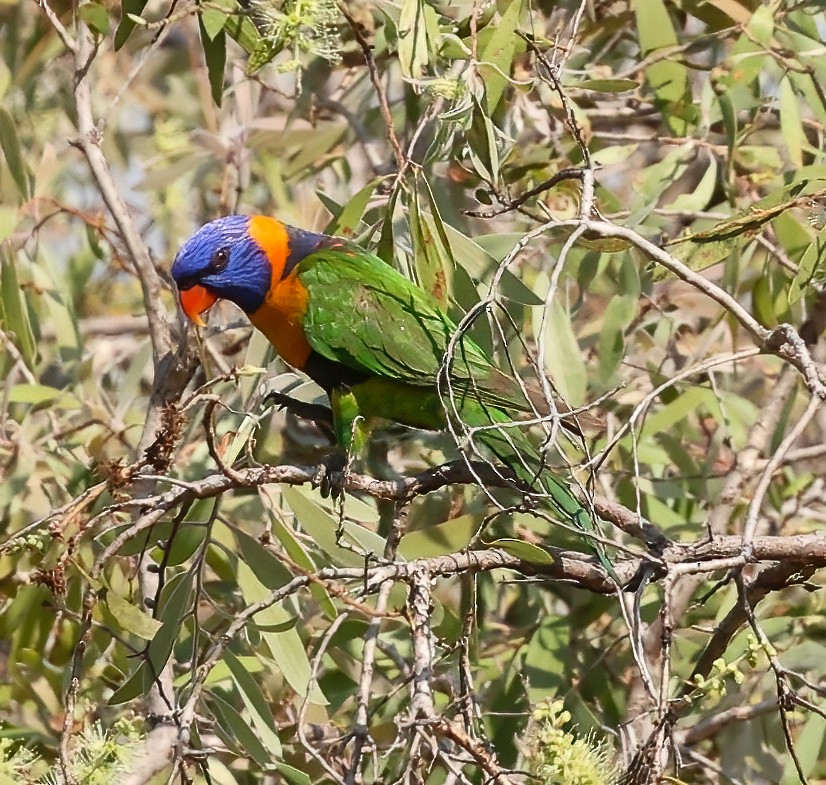 Red-collared Lorikeet - ML645721958