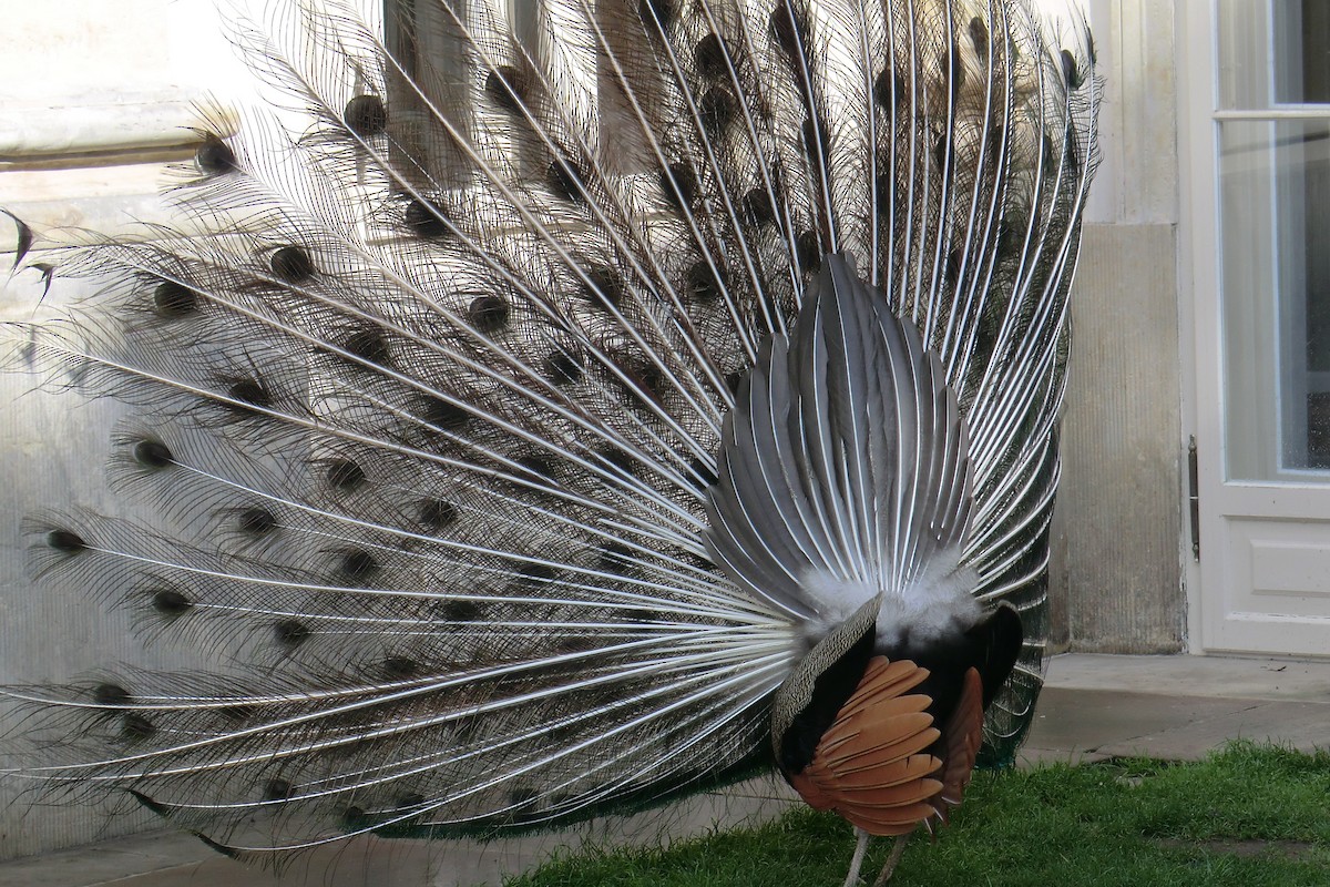 Indian Peafowl - ML645721963