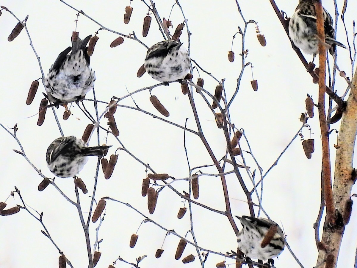 ベニヒワ - ML645721964