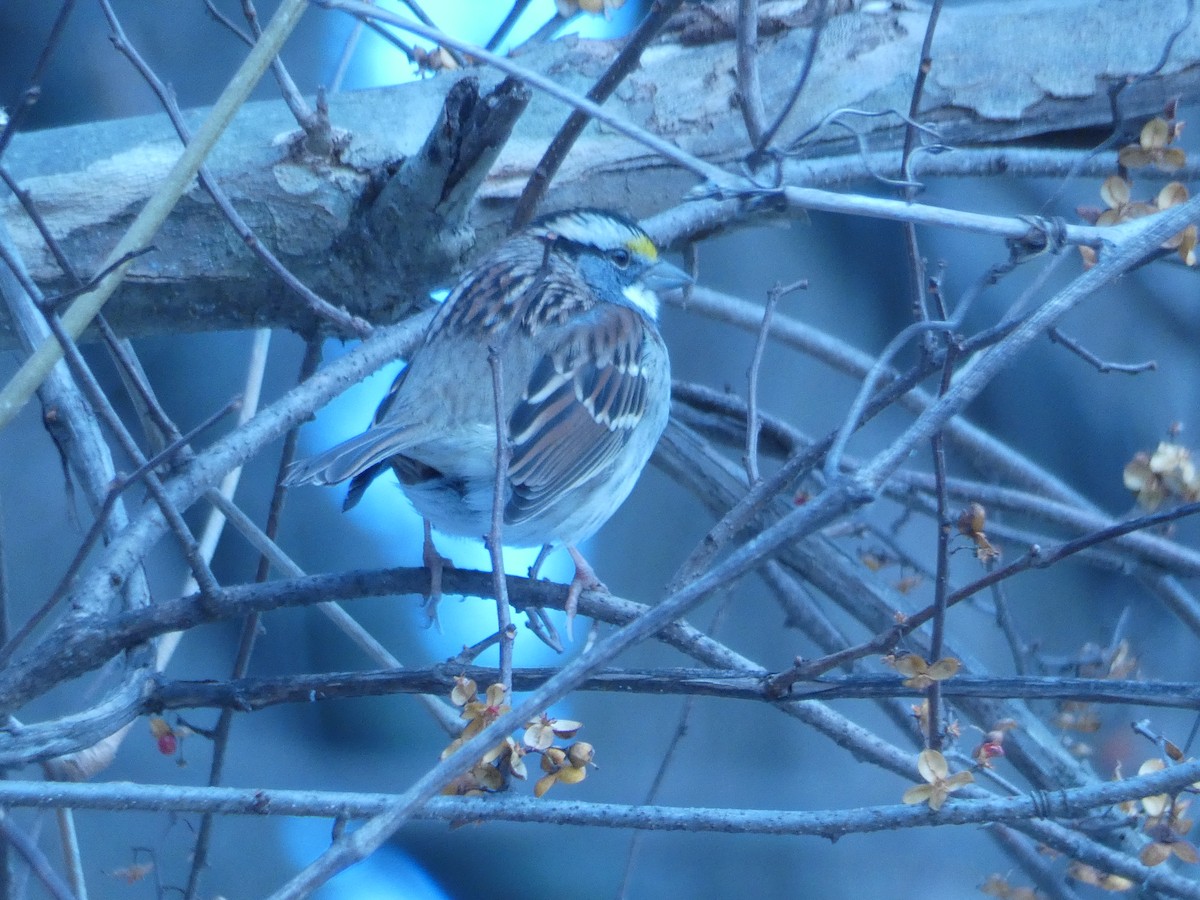 White-throated Sparrow - ML645721970