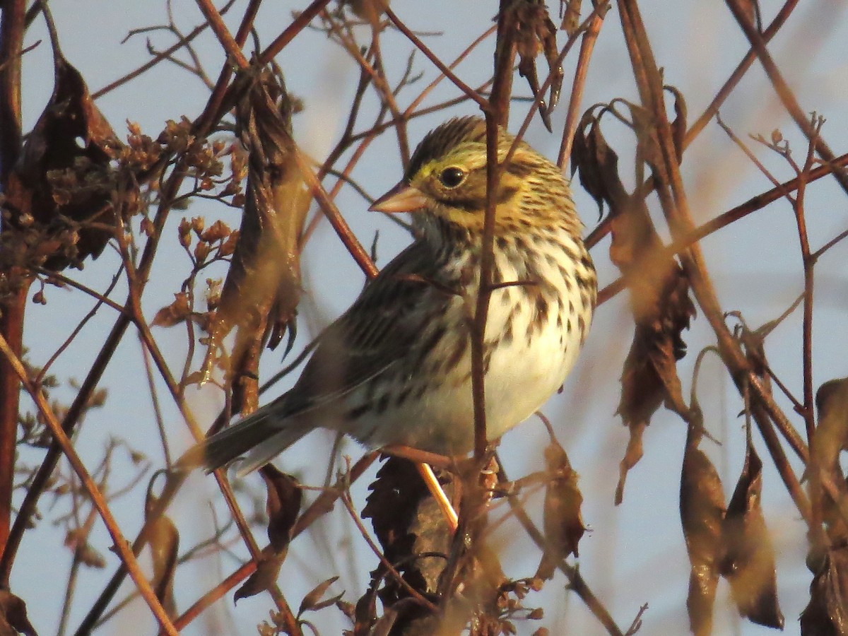 Savannah Sparrow - ML645721972
