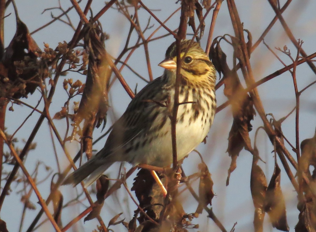 Savannah Sparrow - ML645721973