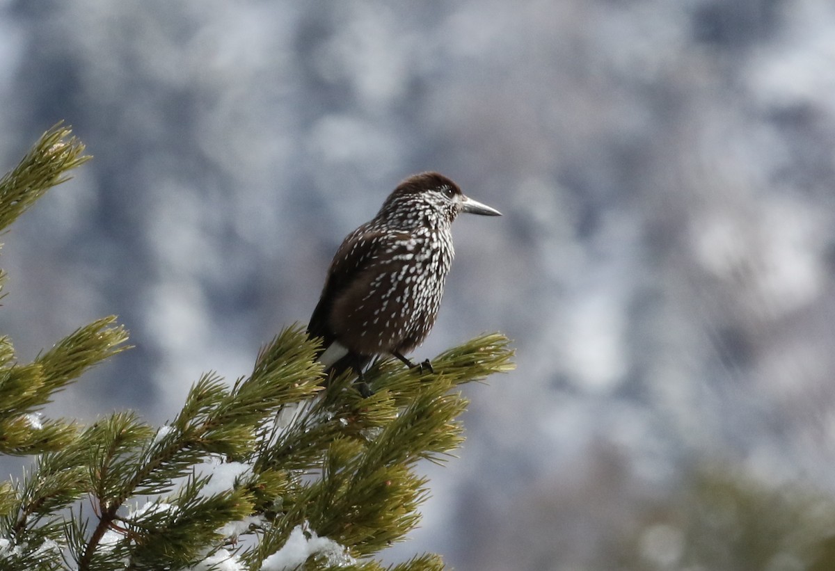 Northern Nutcracker - ML645721978