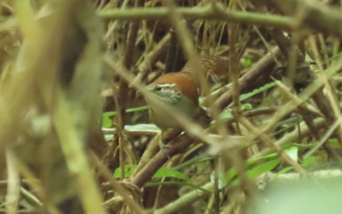 Rufous-and-white Wren - ML645721981