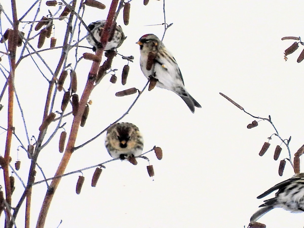 ベニヒワ - ML645721985