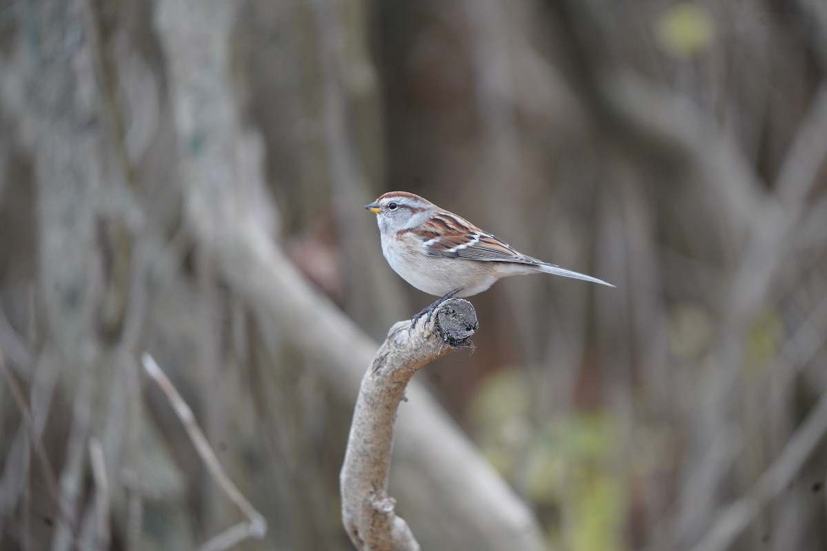 American Tree Sparrow - ML645721988