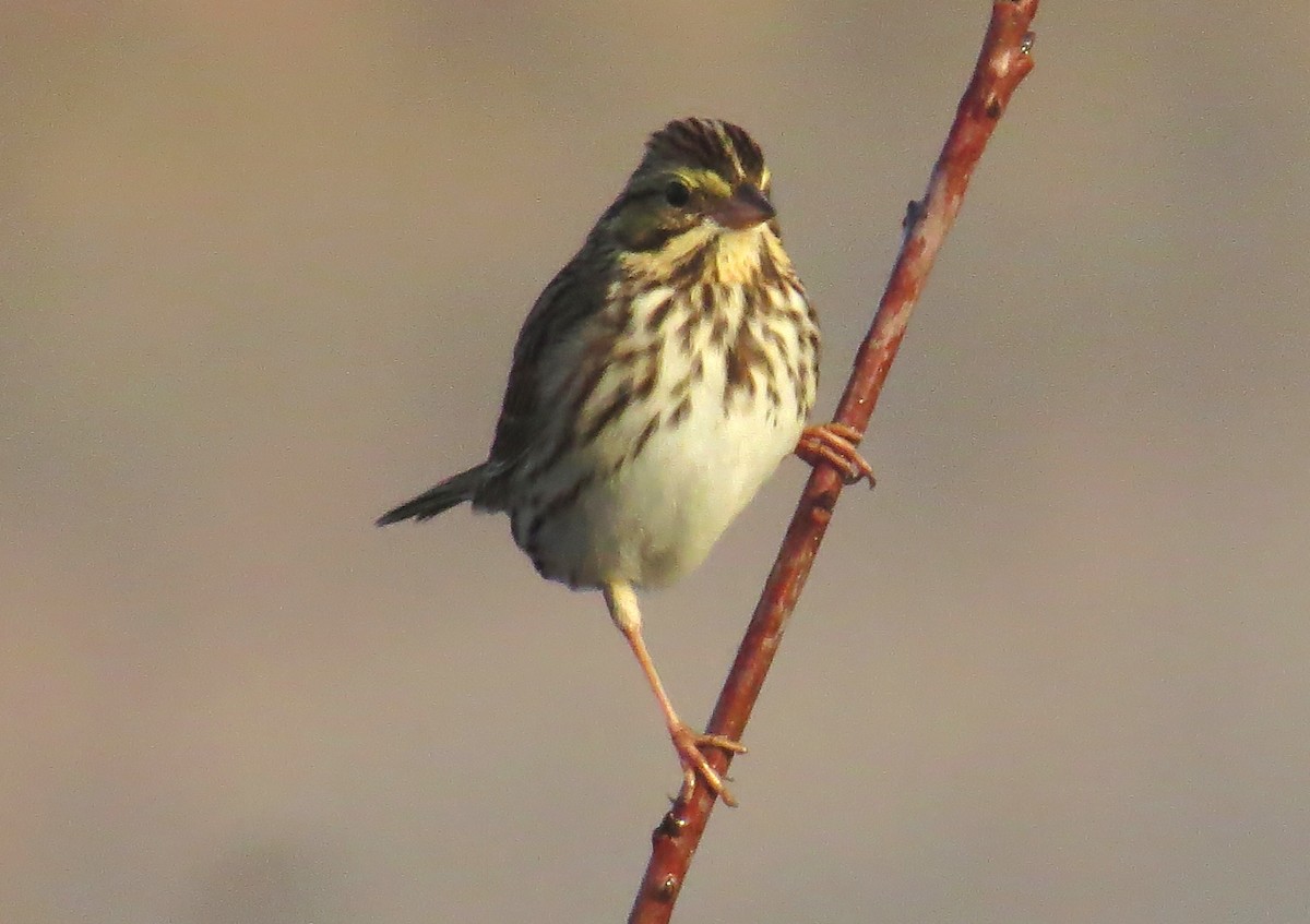 Savannah Sparrow - ML645721989