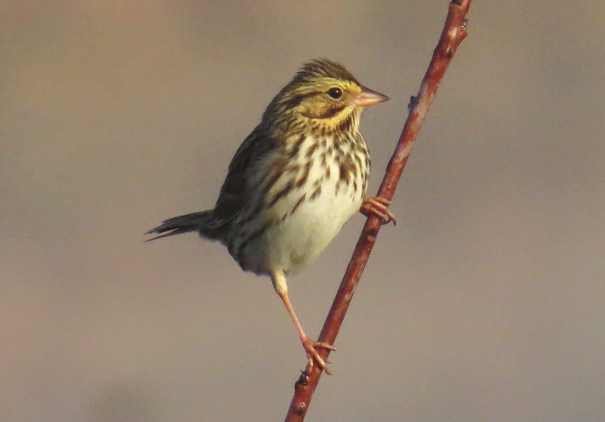 Savannah Sparrow - ML645721990